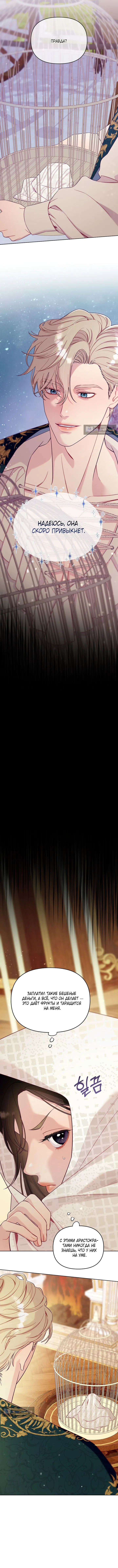 Страница 11 главы 2 манги Клетка коллекционера / Collector's Cage