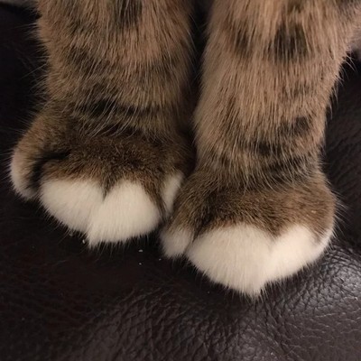 lilyksis31